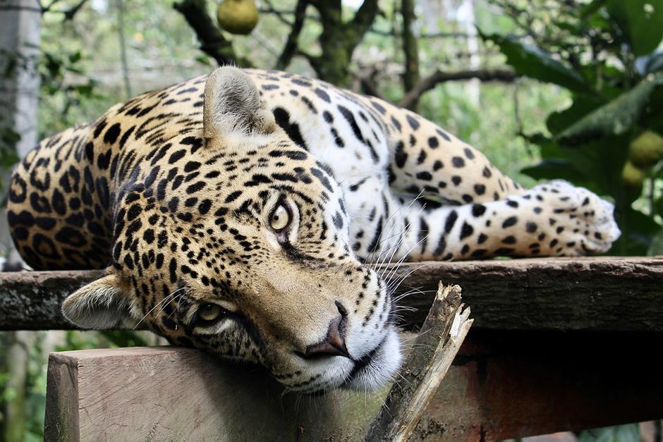 Jaguar | Author: Pixabay
