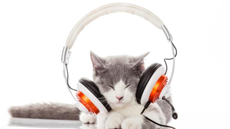 Glazba za mačke