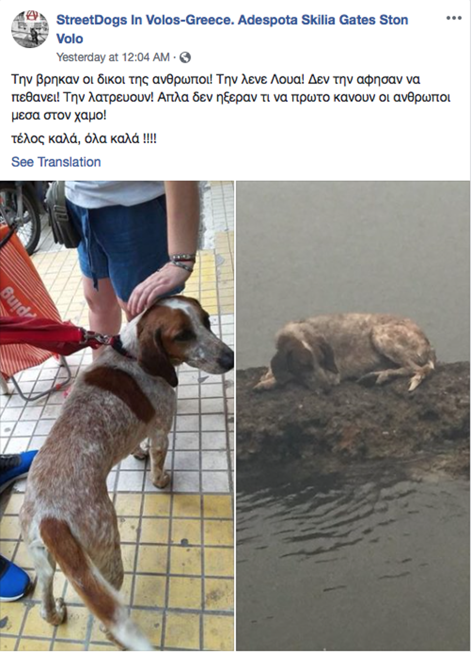 Spašeni pas u Grčkoj | Author: Facebook