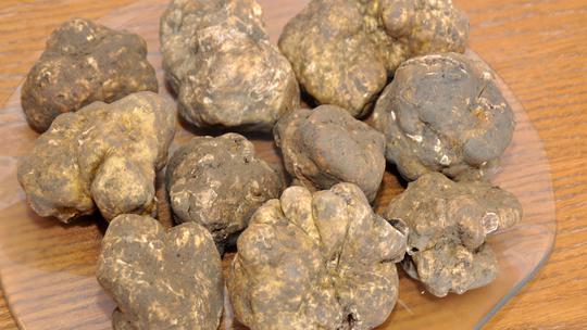 Tartufi