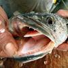 Zmijolika riba pronađena u SAD-u