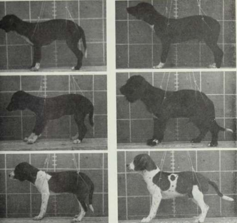  | Author: gwern.net/doc/genetics/heritable/dog/