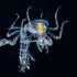 These tiny sea creatures look like they belong on another planet