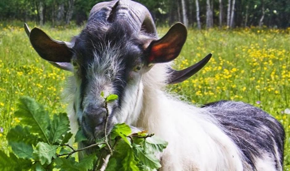 Divlje koze iz peruanskih Anda | Author: screenshot/youtube