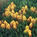 Simbol svastike u šumi u istočnoj Njemačkoj