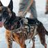 US Airborne conducts K-9 training