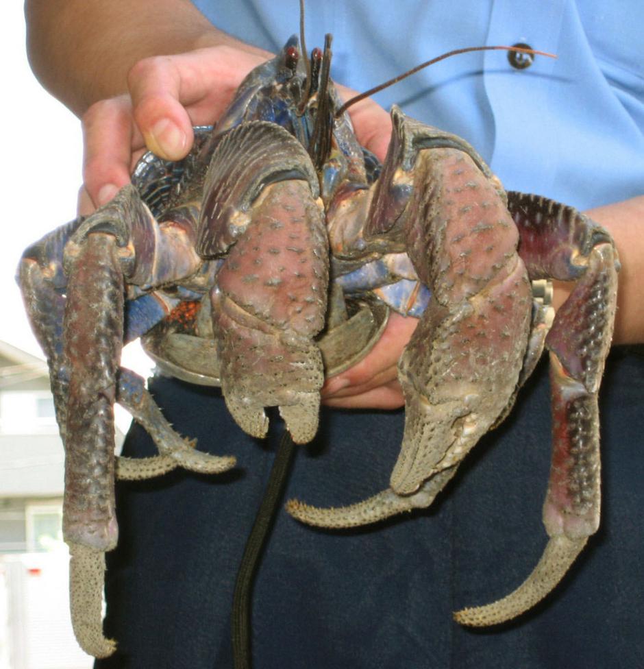 Coconut crab | Author: Profimedia